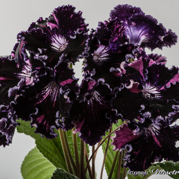 ds_1330_ue_equalequalequal_100