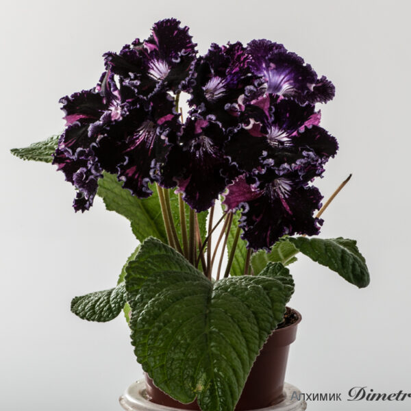 ds_1330_ueequal_190