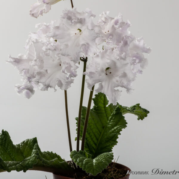 ds_1316__563