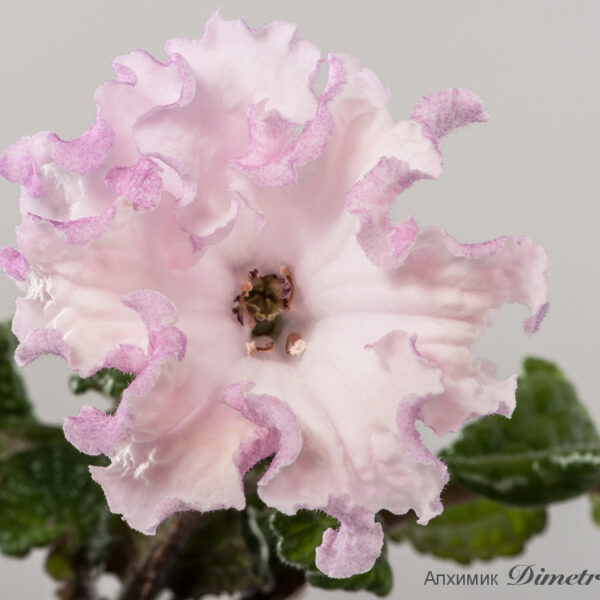 ds_1428__511