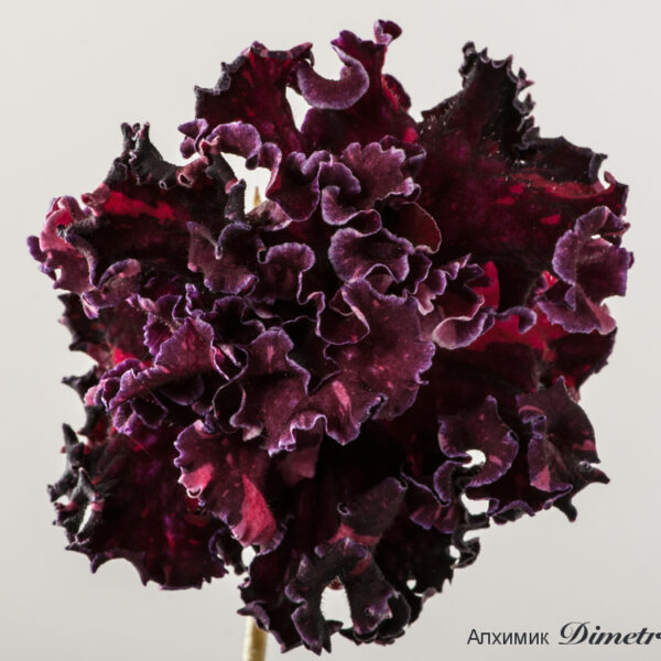 ds_1479__643