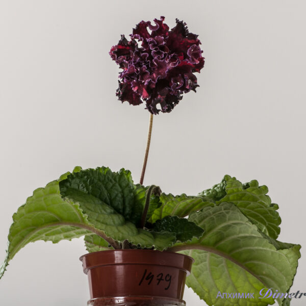 ds_1479__786