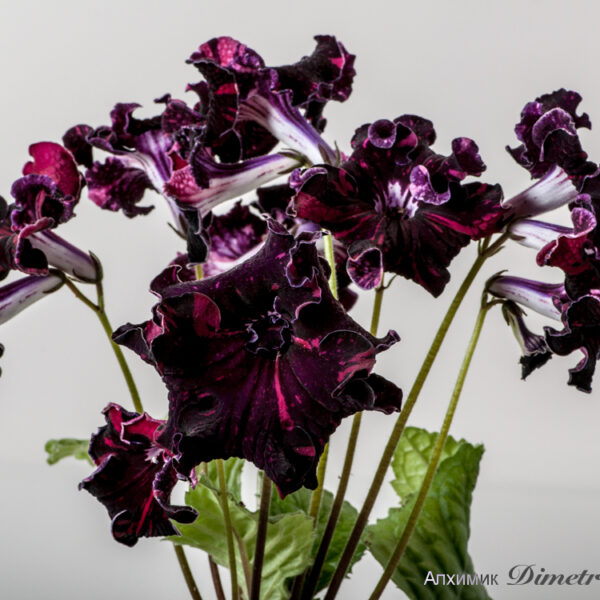 ds_1478__708