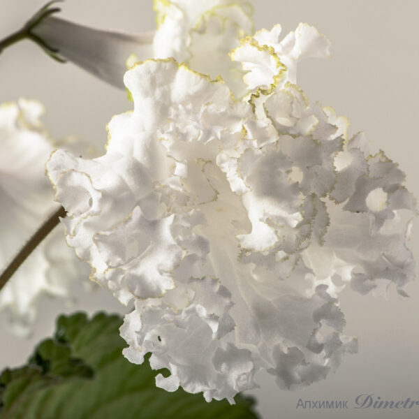 ds_1453_ae__175