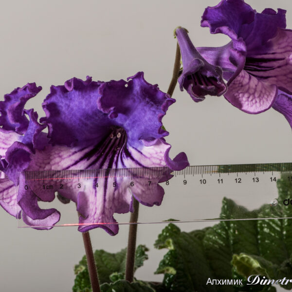 ds_1506__182