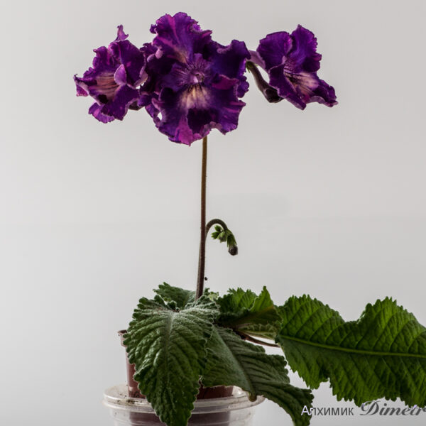 ds_1518__296