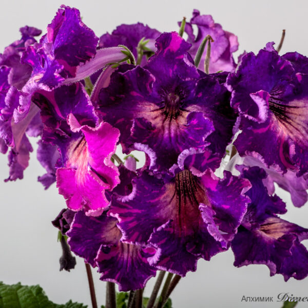 ds_ae_ue_202 ds_ae_ue_202