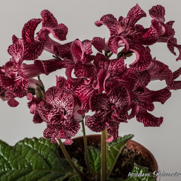 ds_1540_ae_188