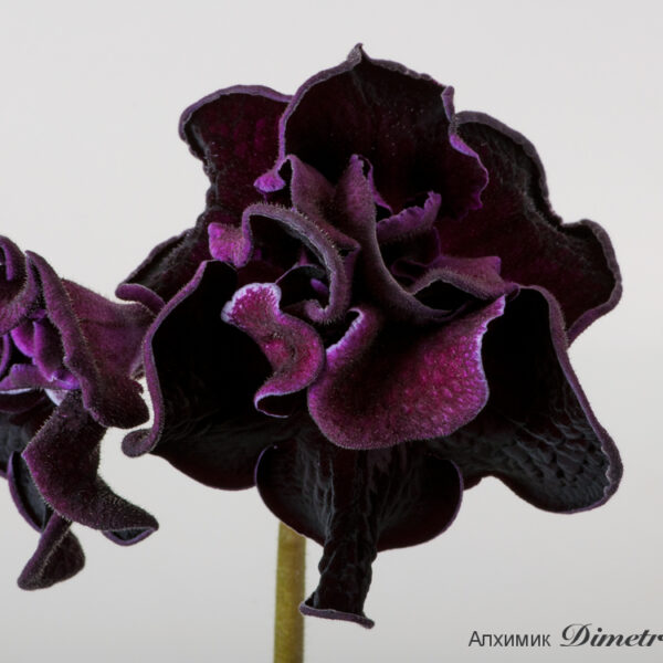 dsc_6793_164