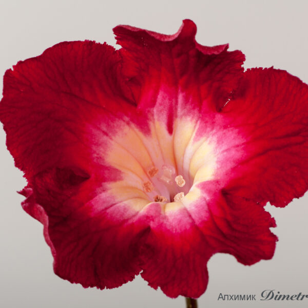 ds_1577_958