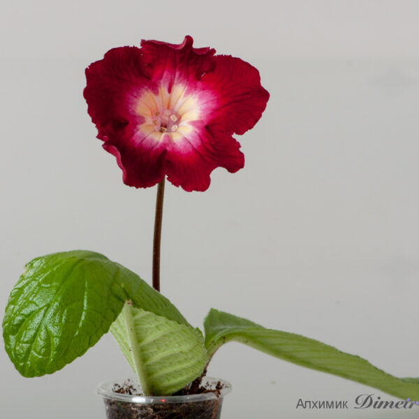 ds_1577_ae__663