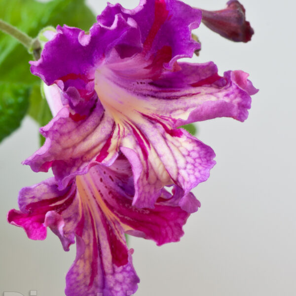 dsc_5813_3_498