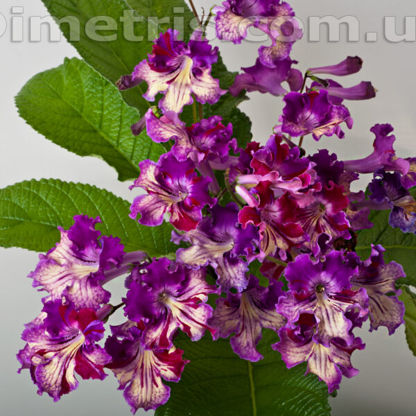 dsc_8023_489 dsc_8023_489