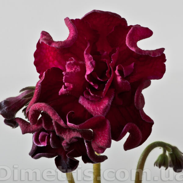 ds_1833_921