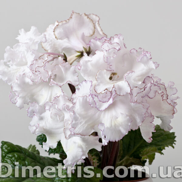 dsc_7987_551