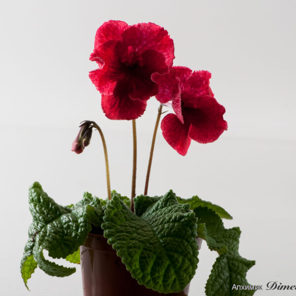 ds_2035__183