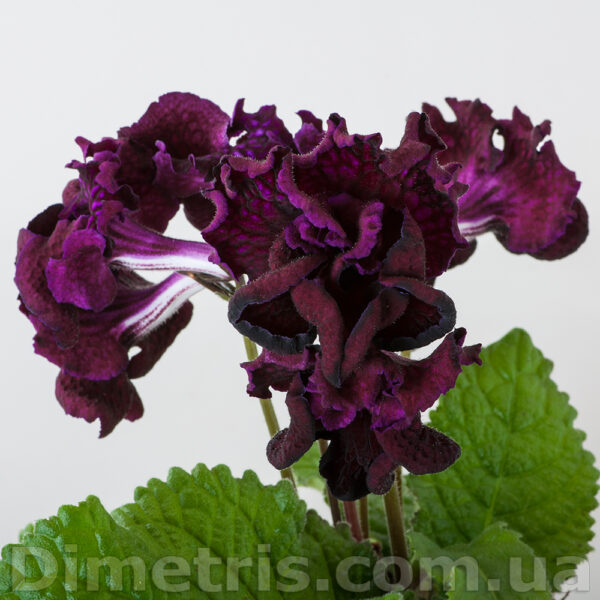 ds_2027_1_812