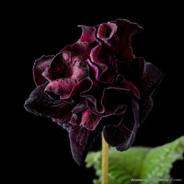 ds_2039_919
