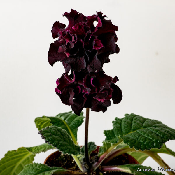 ds_2083__117