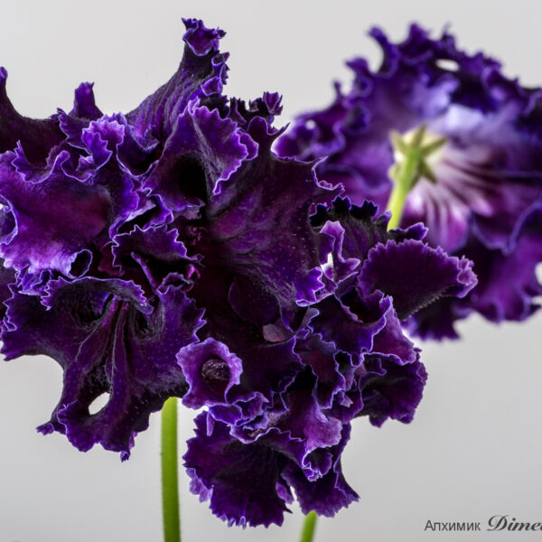 dsc_6394jpg_164