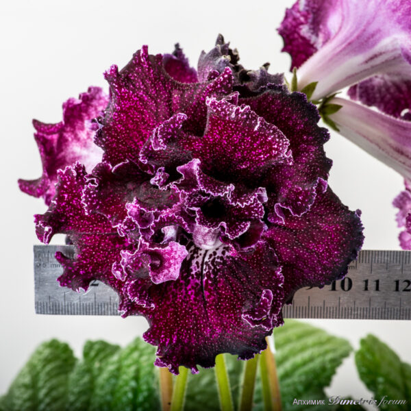 d_2091__111