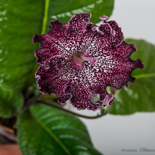 dsc_6071_129
