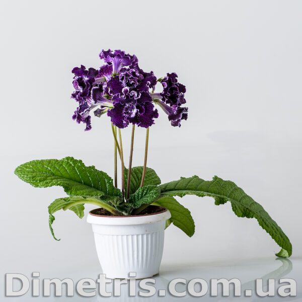 ds_2100_2_792