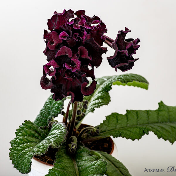 ds_2108_963