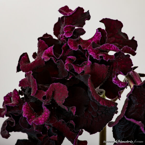 ds_2108_c_461