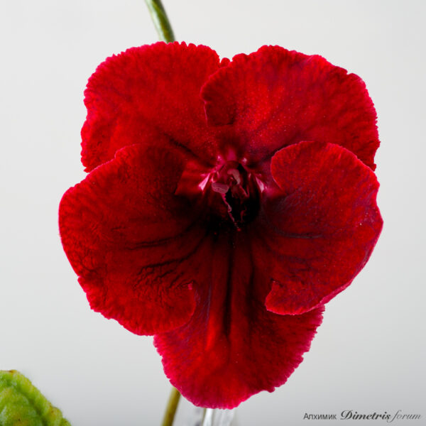 ds_rouge_2020_846