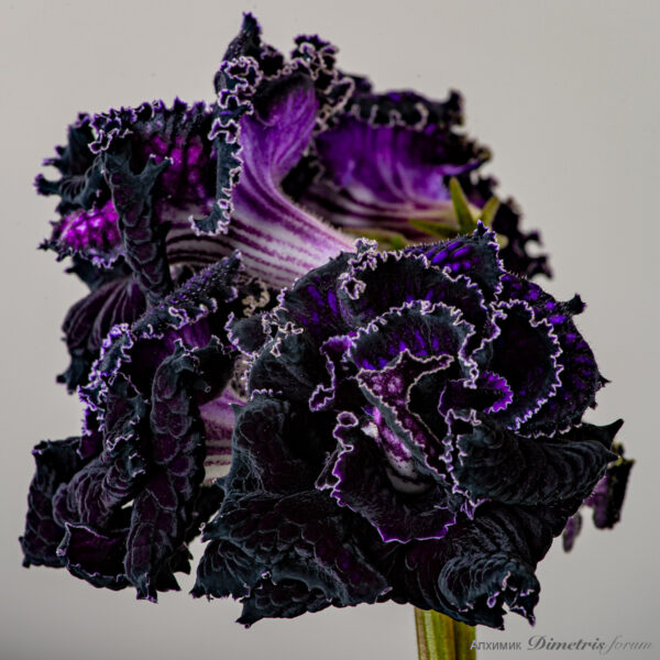 ds_2258_998