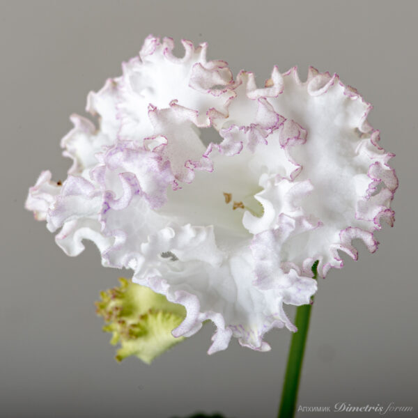 ds_2328_106