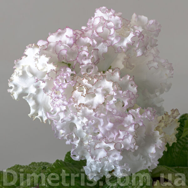 ds_2328_4_141