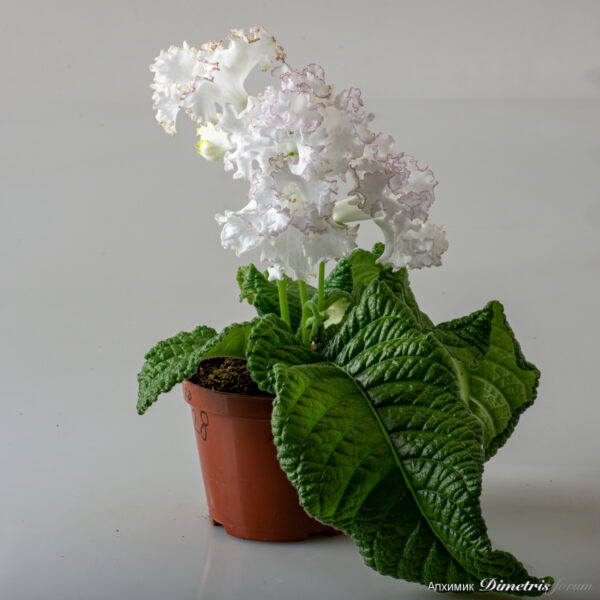 ds_2328__112
