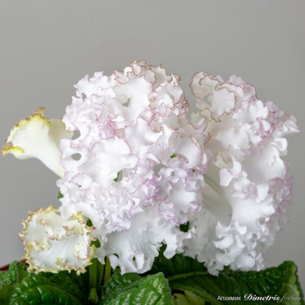 ds_2328__214