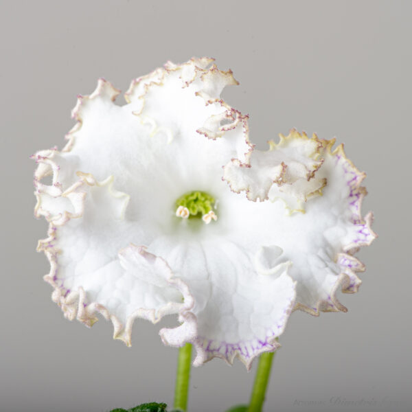 ds_2328__766