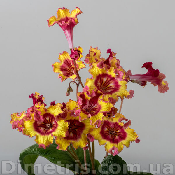 ds_2331_198