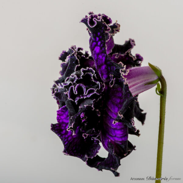 ds_2390__195