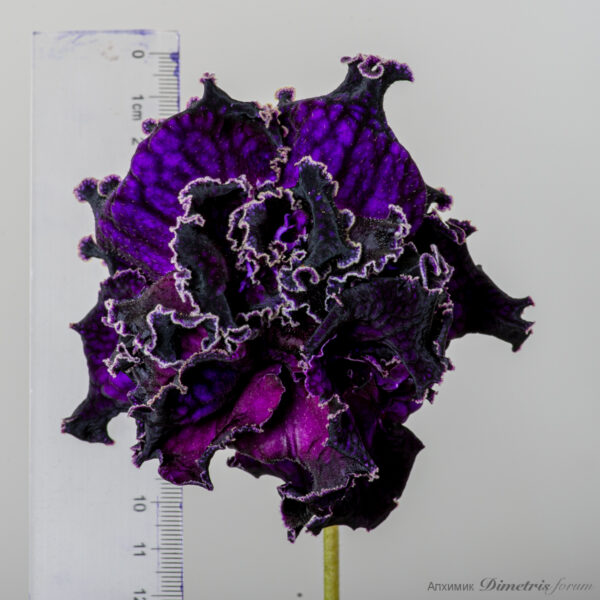 ds_2390_ue_455