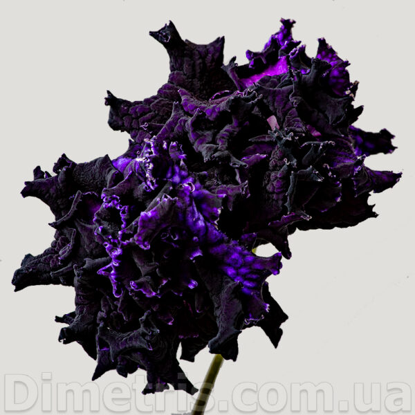 ds_2394_490
