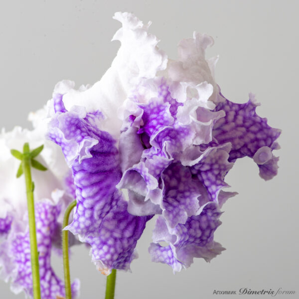 ds_2400__151