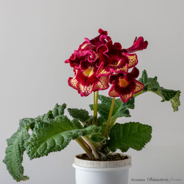 ds_2437__163