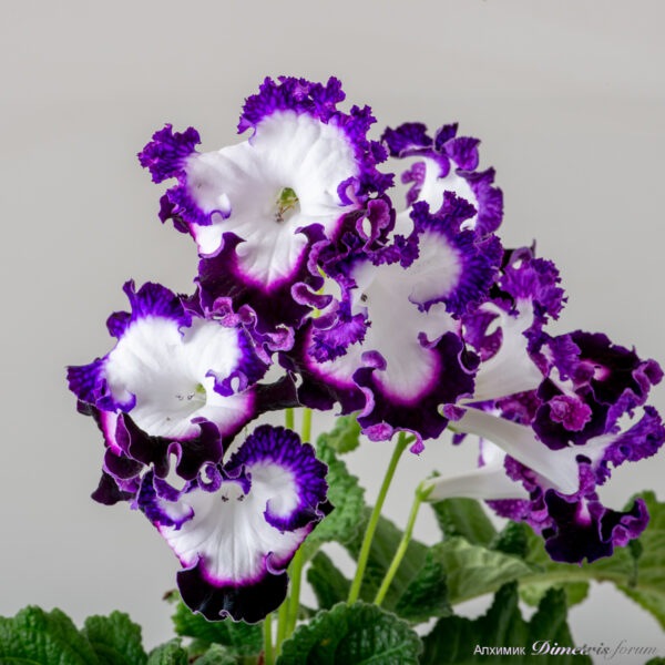 ds_2434__146 ds_2434__146