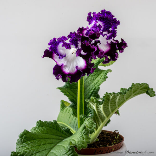 ds_2434__896 ds_2434__896