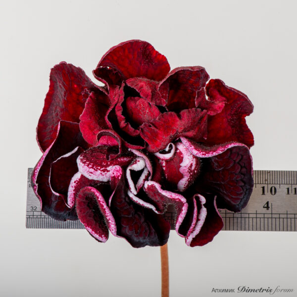 ds_my_heart_2444_667