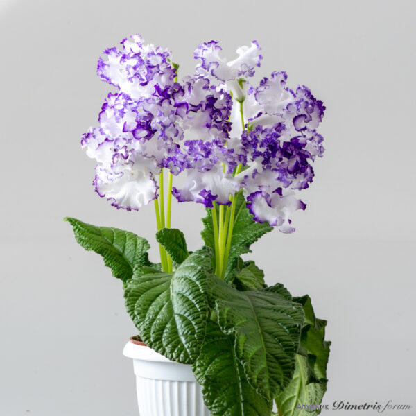 ds_2482__136