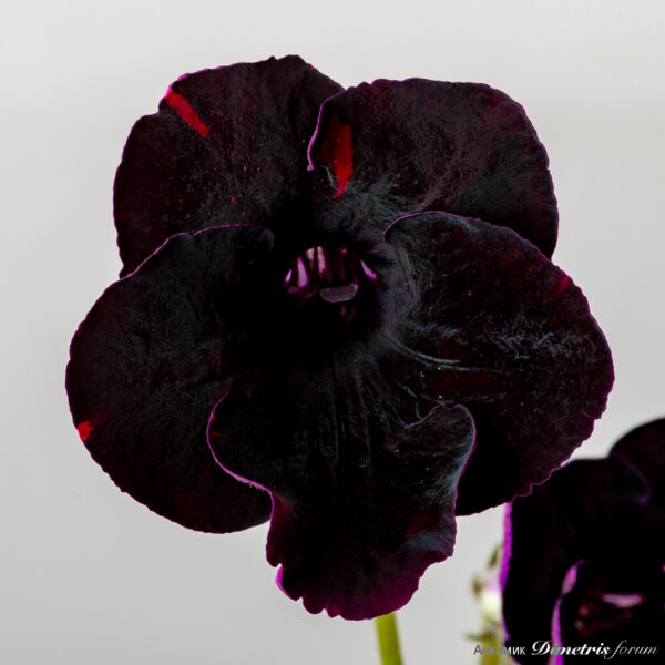 ds_2487equal_184