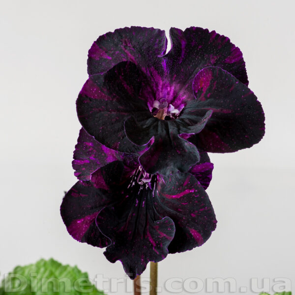 ds_deep_purple_398