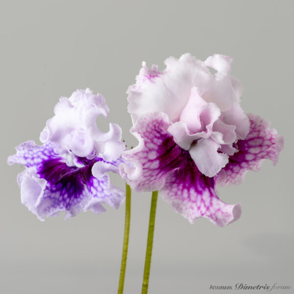 ds_2622_990