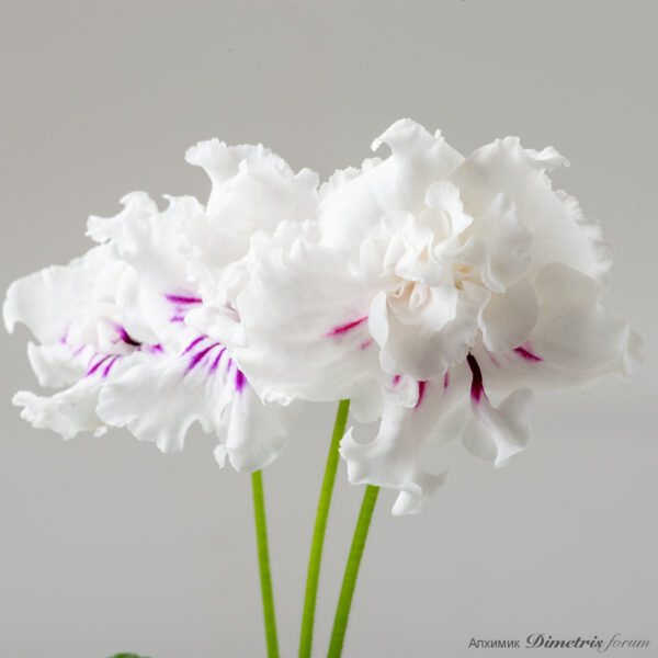 ds_2624__817